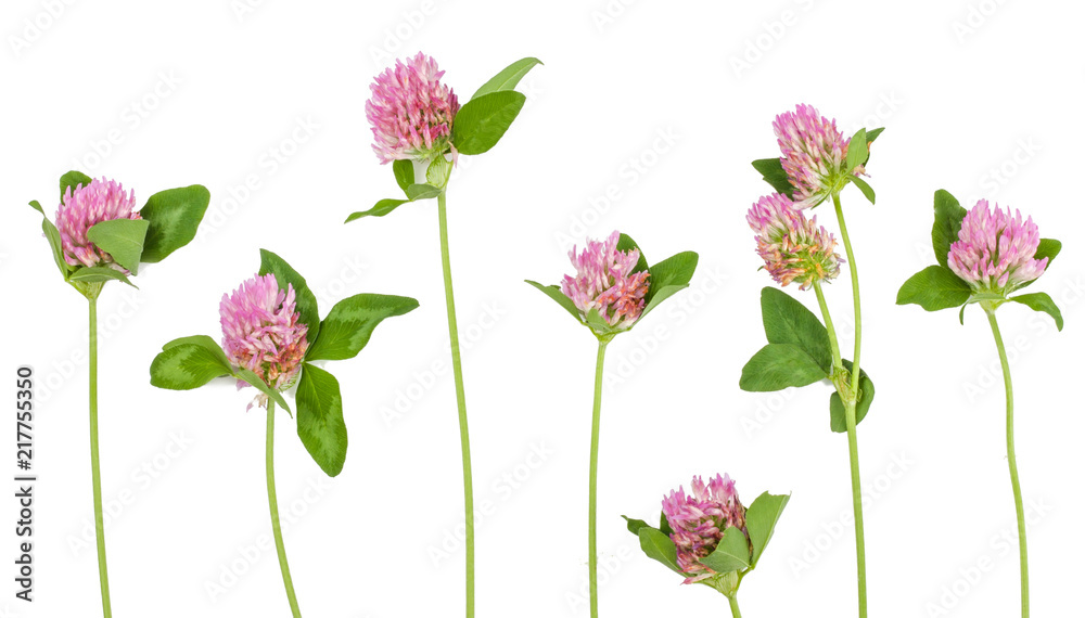 Clover flowers isolated on white