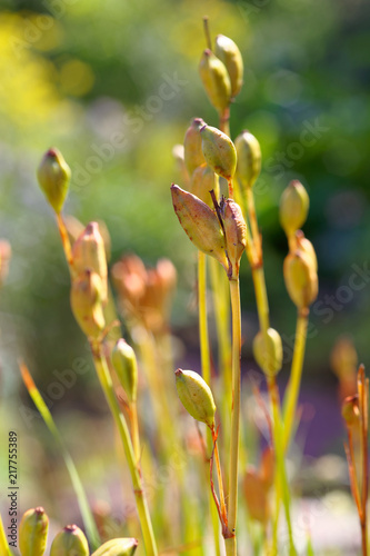 Close up of fresh grass in the sunshine. Shallow depth of field.