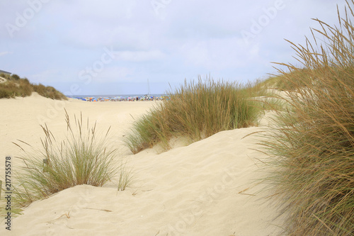 Sandd  nen mit Pflanzen   Cala Mesquida  Insel Mallorca  Spanien  Europa