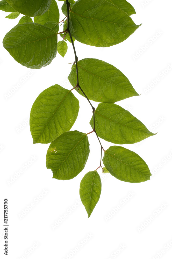 Knotweed (Fallopia) leaves isolated on white background Knotweed (Fallopia) leaves isolated on white background