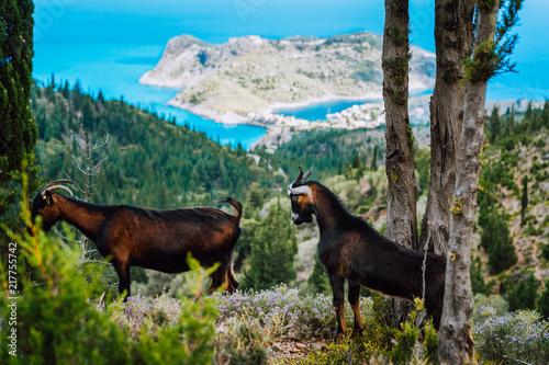 Two goats animal standing under cypress trees against amazing mountainous landscape of Assos in Greece. Greek countryside landscape photo