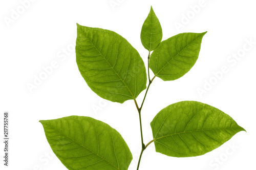 Knotweed (Fallopia) leaves isolated on white background