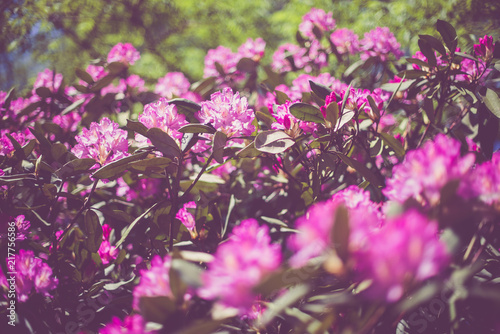Violet rhododendron blooms against the background of green grass 