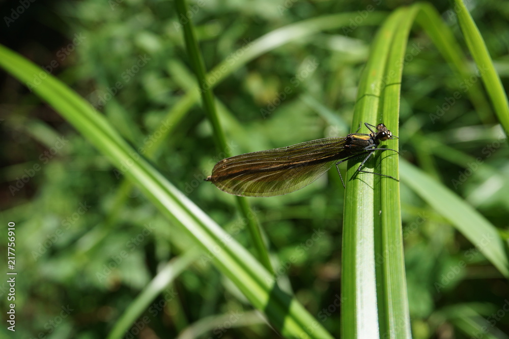 Gebänderte Prachtlibelle, Calopteryx splendens