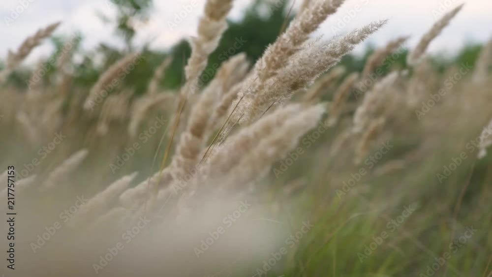 close up of grass field flowers at sunset light. colorful nature background close up of grass field flowers at sunset light. colorful nature background
