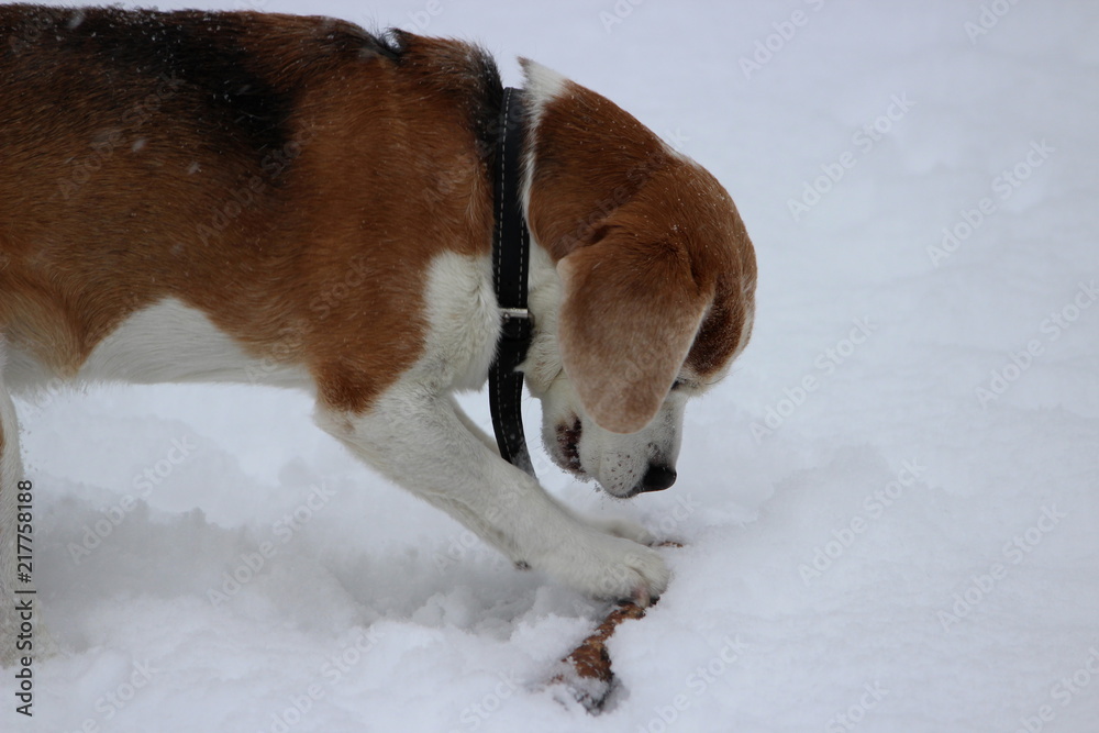 beagle playing in the snow