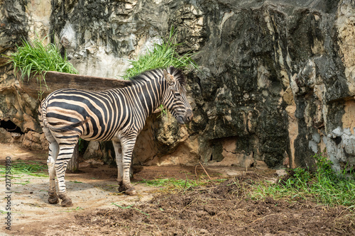 A male zebra feed on grass in the zoo
