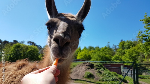 Serengeti Park Germany ( Hodenhagen)
