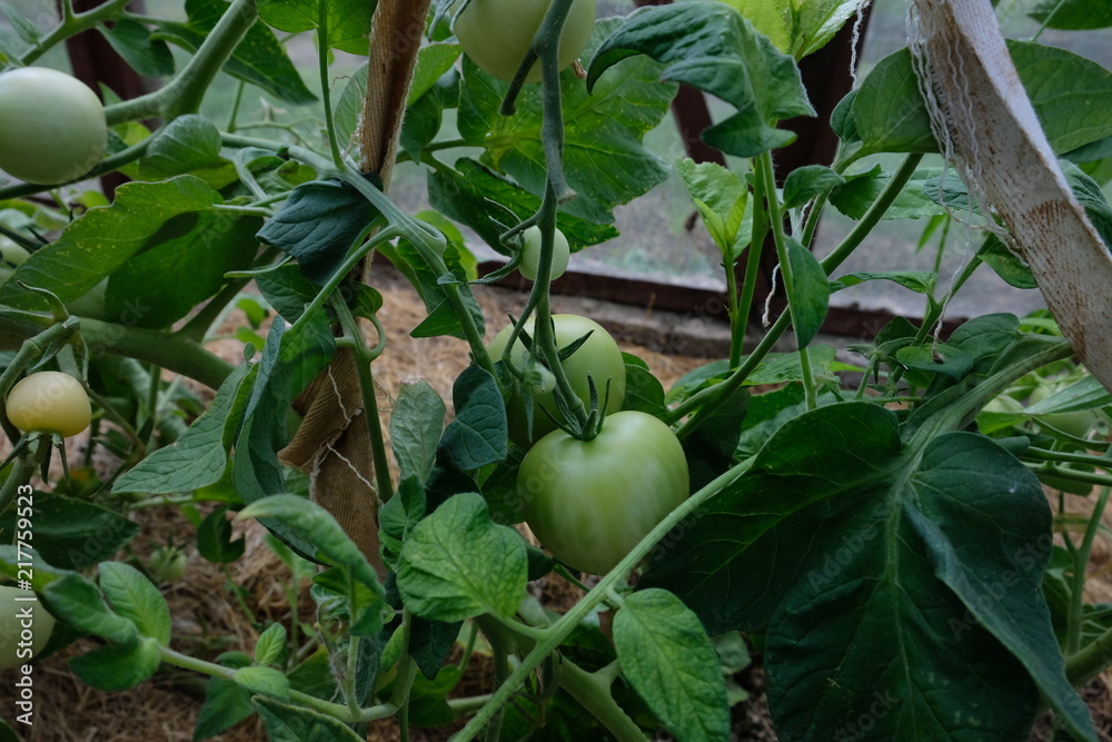 Green tomatoes in the greenhouse