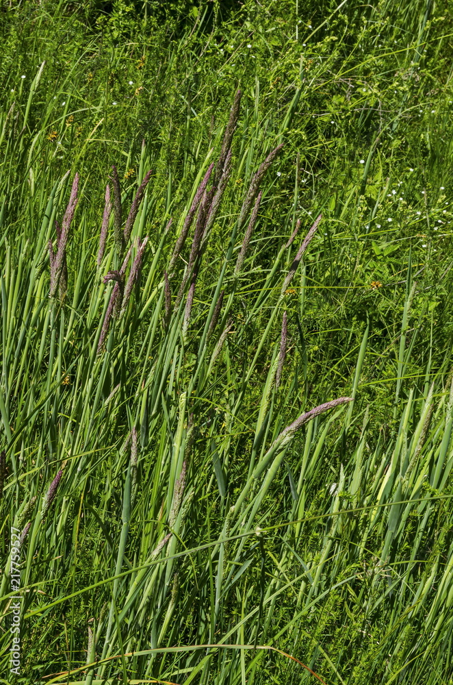 Background of sorghum halepense with straight stems in natural green grass field, district Marchaevo, Sofia, Vitosha mountain, Bulgaria Background of sorghum halepense with straight stems in natural green grass field, district Marchaevo, Sofia, Vitosha mountain, Bulgaria
