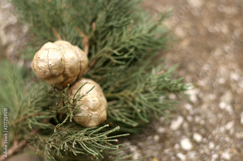 branch of an evergreen tree of thuja with cones on the stone