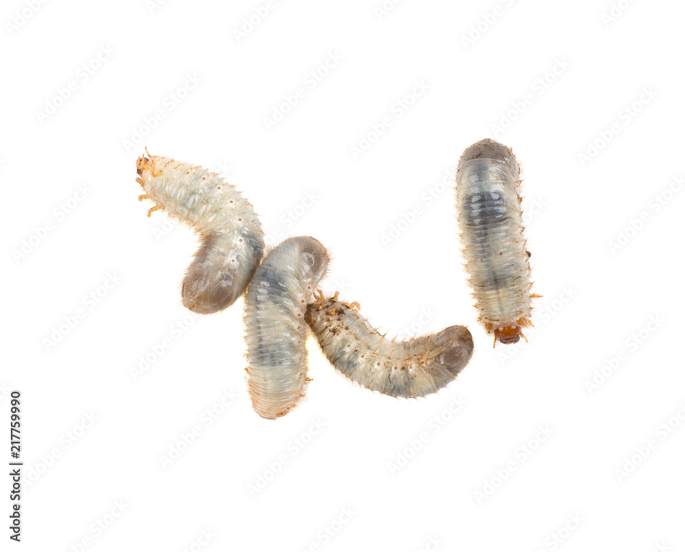 a lot of larva of a May beetle on a white background