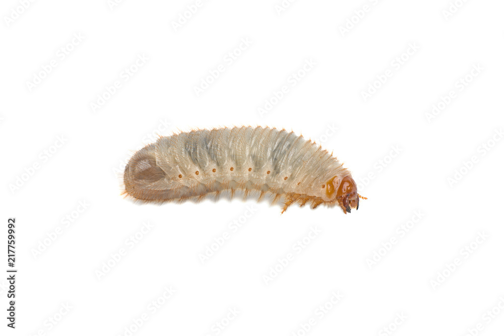 larva of the May bug on a white background