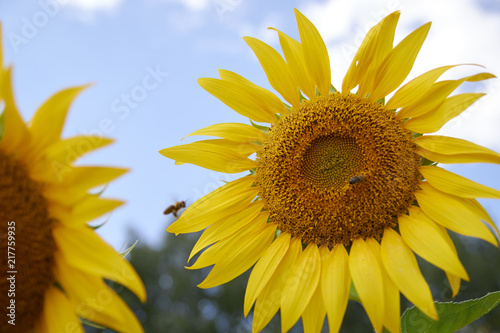 bee on yellow sunflower and sky background