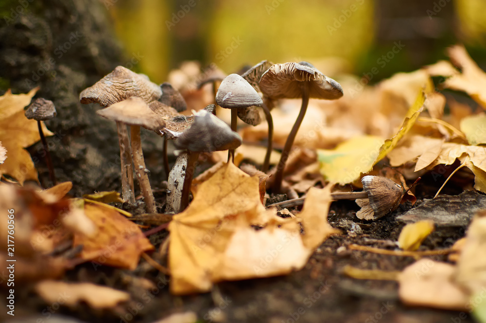 Fototapeta premium A small group of mushrooms made their way through the fallen leaves in the forest.