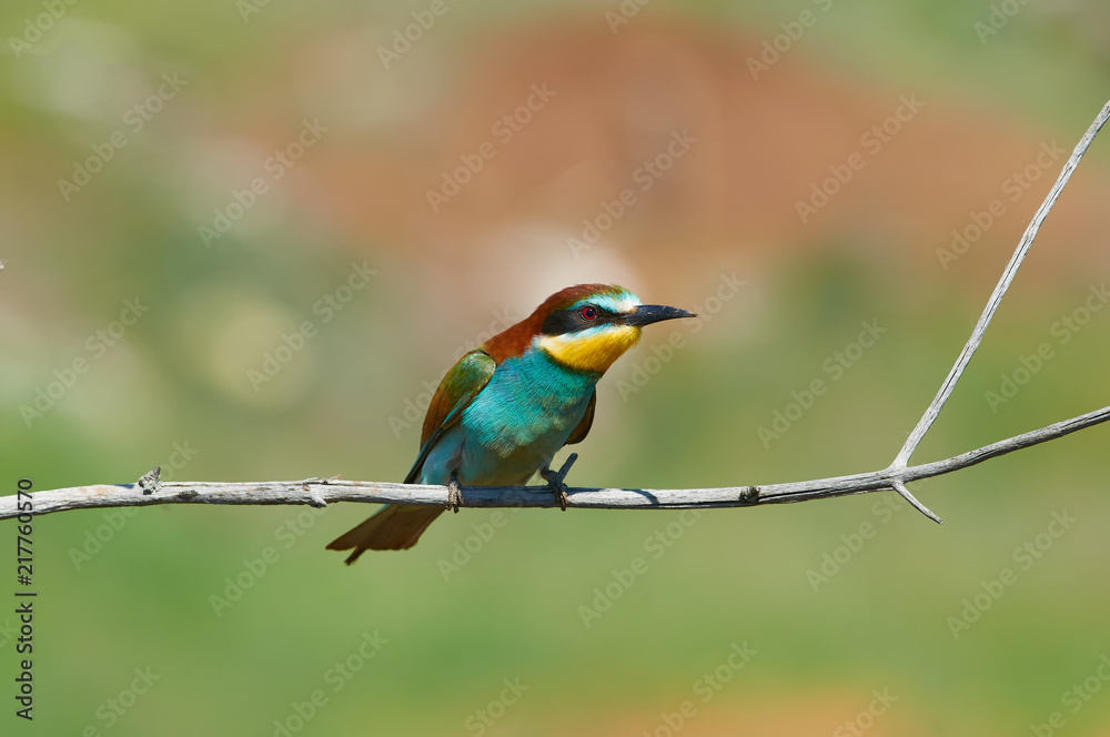 Bee-eater sits on a branch near the burrows dug in the clay cliff. Bee-eater sits on a branch near the burrows dug in the clay cliff.