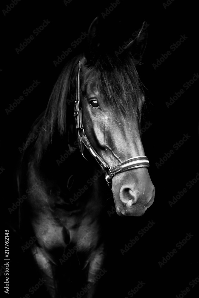 Fototapeta premium Czarny koń odizolowywający na czerni
