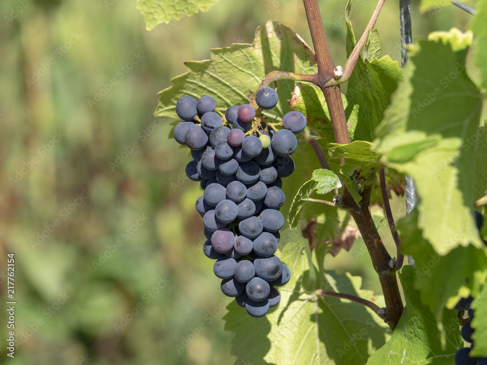 Vitis. Les Vignes