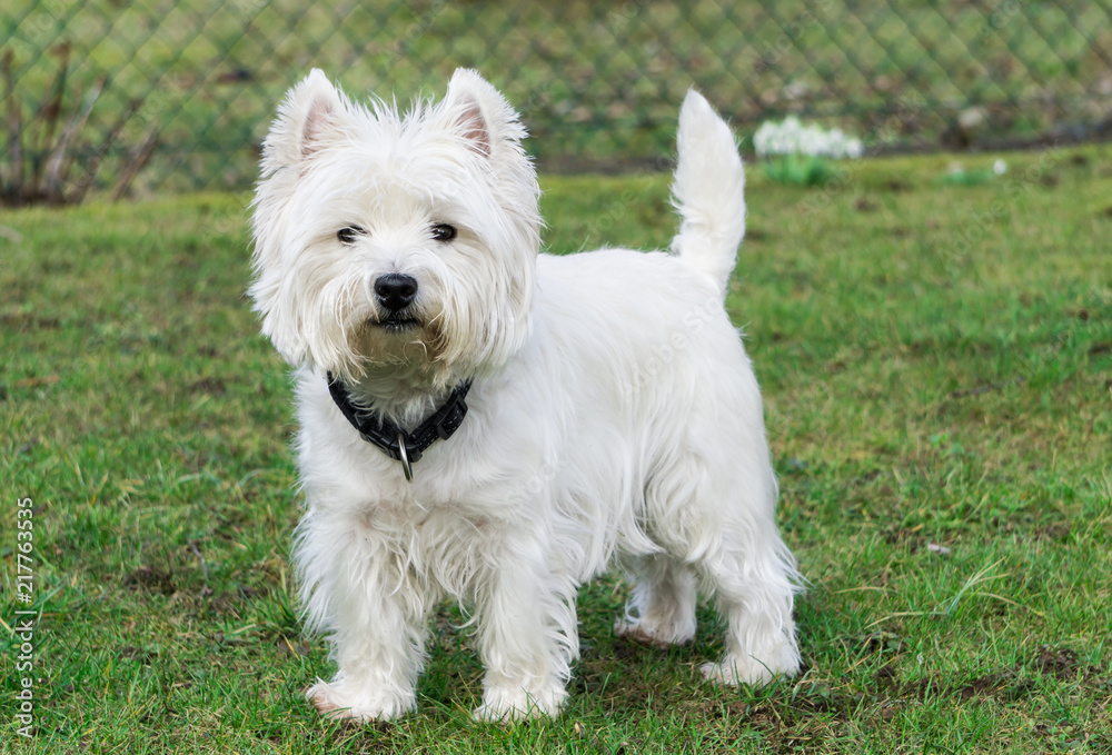 West Highland White Terrier in the garden West Highland White Terrier in the garden