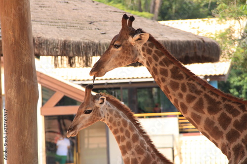 Photography Girafa