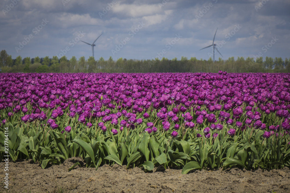 Purple Tulips and windmills