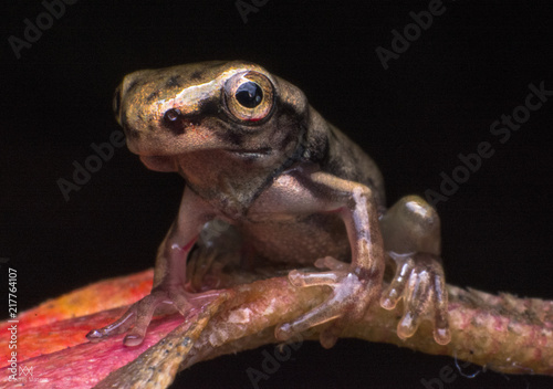 night frog