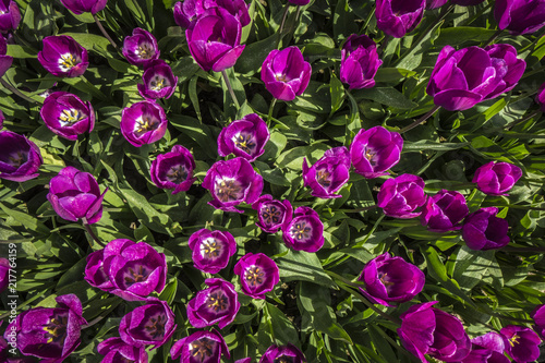 Purple Tulips from above © Emil