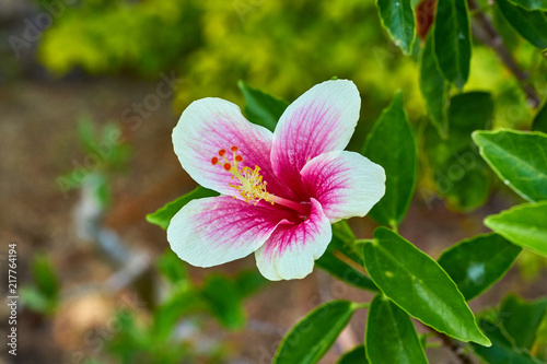 A Bali flower