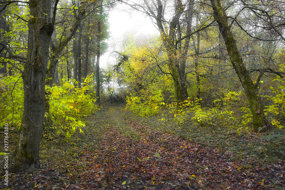 Fototapeta premium The road is in the woods among the trees in the autumn_