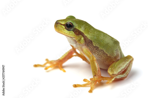 European tree frog (Hyla arborea) isolated on white