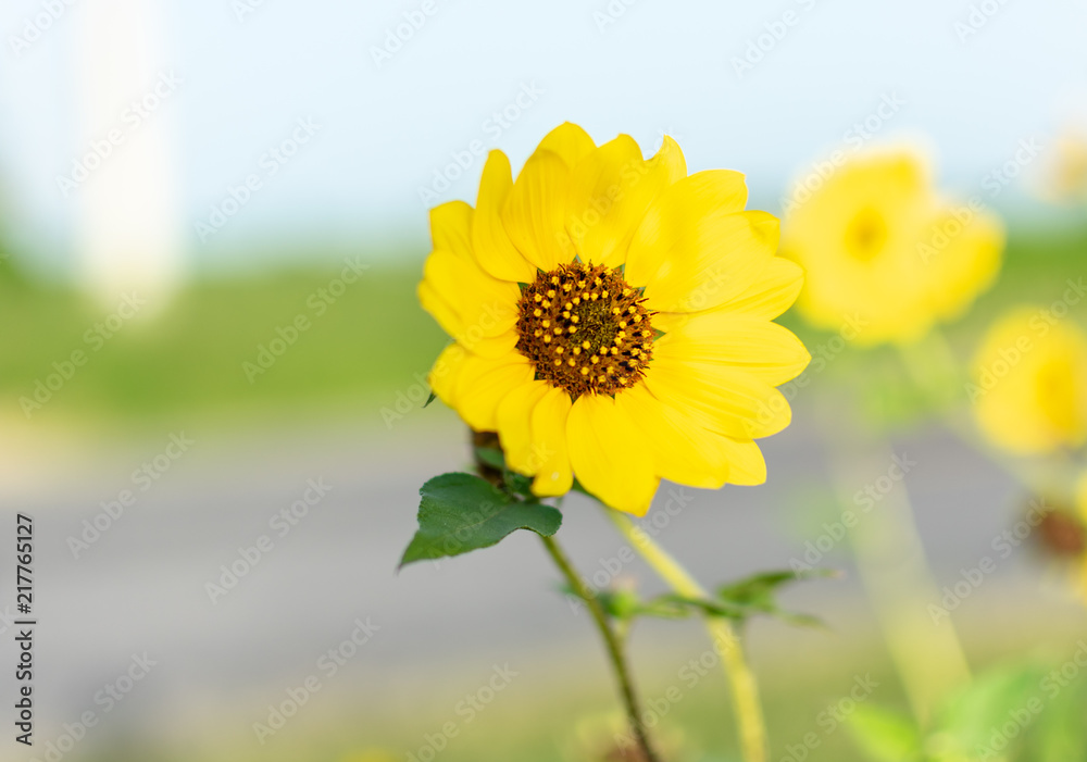 Fototapeta premium Bright Yellow Sunflower
