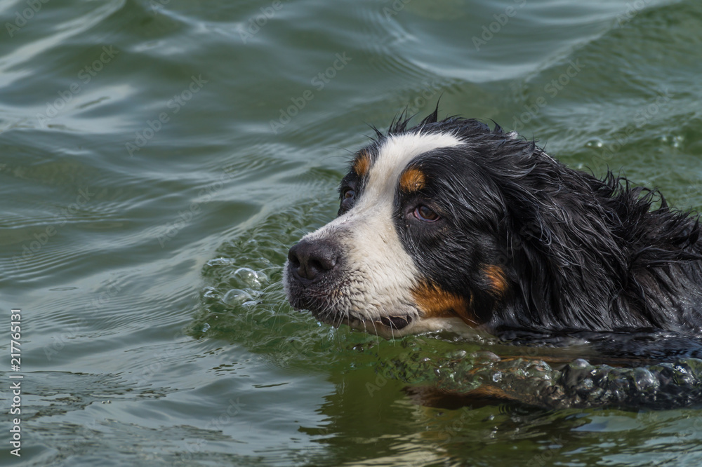 Ein Berner Sennenhund nimmt ein Bad in einem See. Zu sehen ist der Kopf des schwimmenden Hundes. Ein Berner Sennenhund nimmt ein Bad in einem See. Zu sehen ist der Kopf des schwimmenden Hundes.