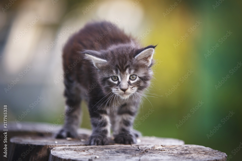 Obraz premium gray fluffy kitten Outdoor summer