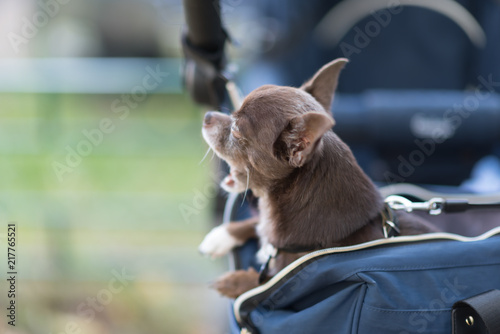 Brown or chocolate Chihuahua sits in the bag and watch from it photo