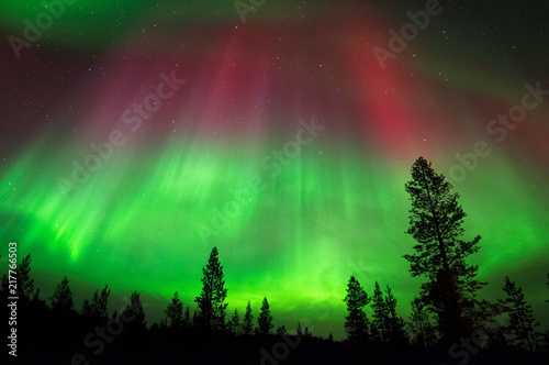 Aurora Borealis, Northern Lights, above boreal forest in Northern Finland.