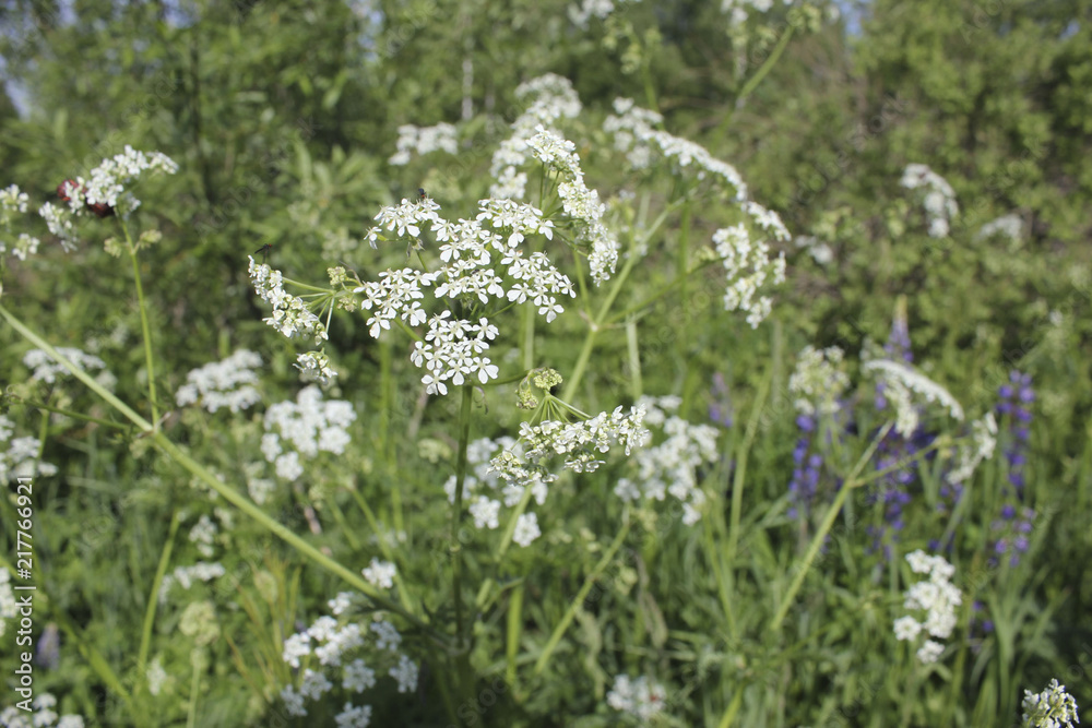 white wildflowers