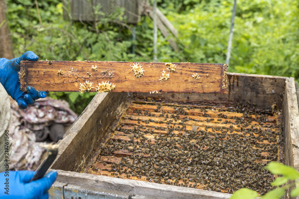 Bees in hives, crawling on the frames with honey. Bees in hives, crawling on the frames with honey.