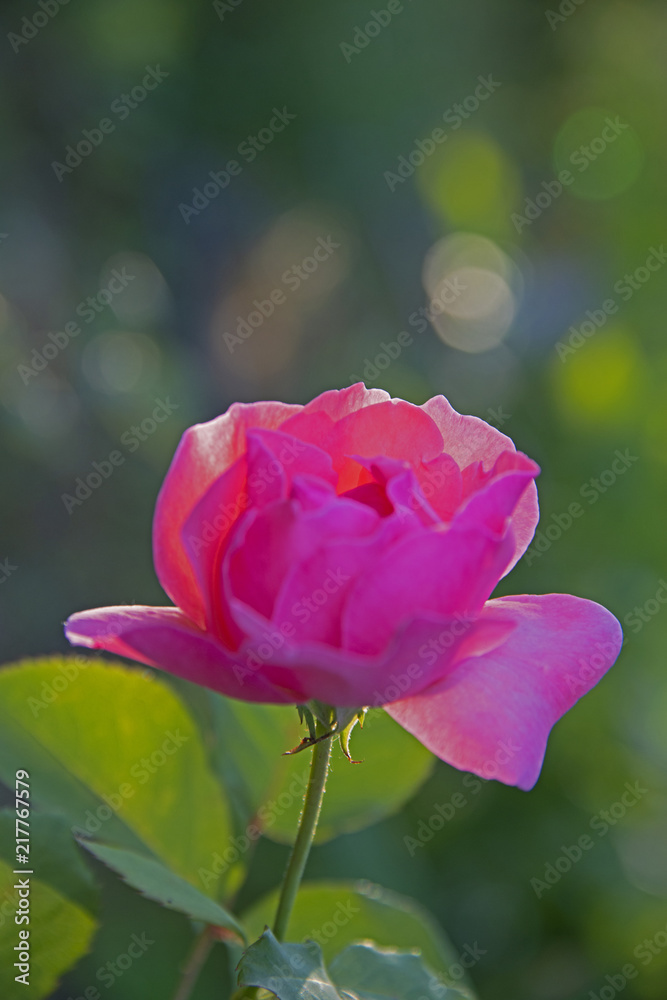 FLOWERS - Rose in a sunlight