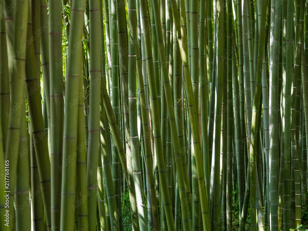 Fototapeta Bambus lesie