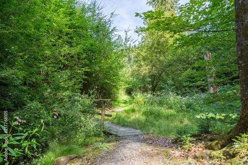 Eine einsame Brücke  im Wald bei Wermelskirchen