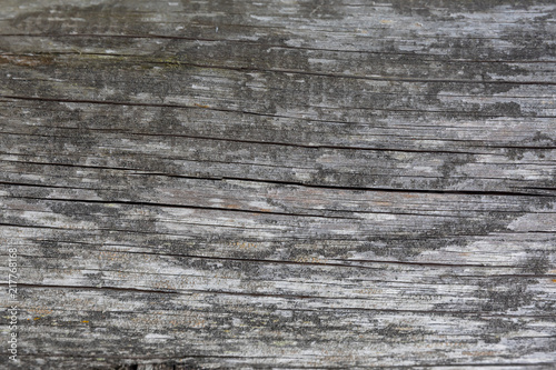 gray wood background close-up Texture