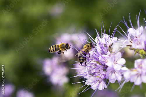 Two bees on a flower, collect nectar. The collection of honey.