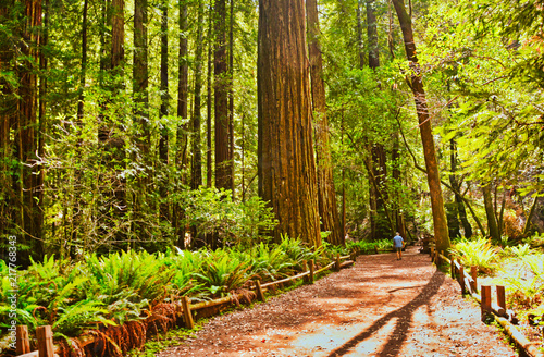 Redwood Trail photo
