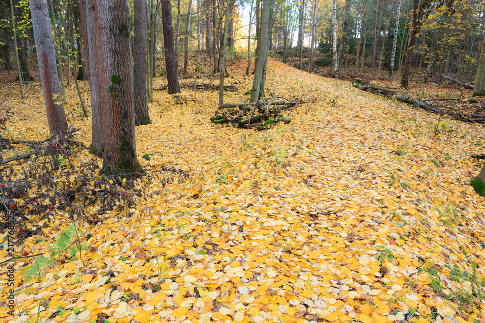 Fallen yellow leaves at autumn forest in Finland Fallen yellow leaves at autumn forest in Finland