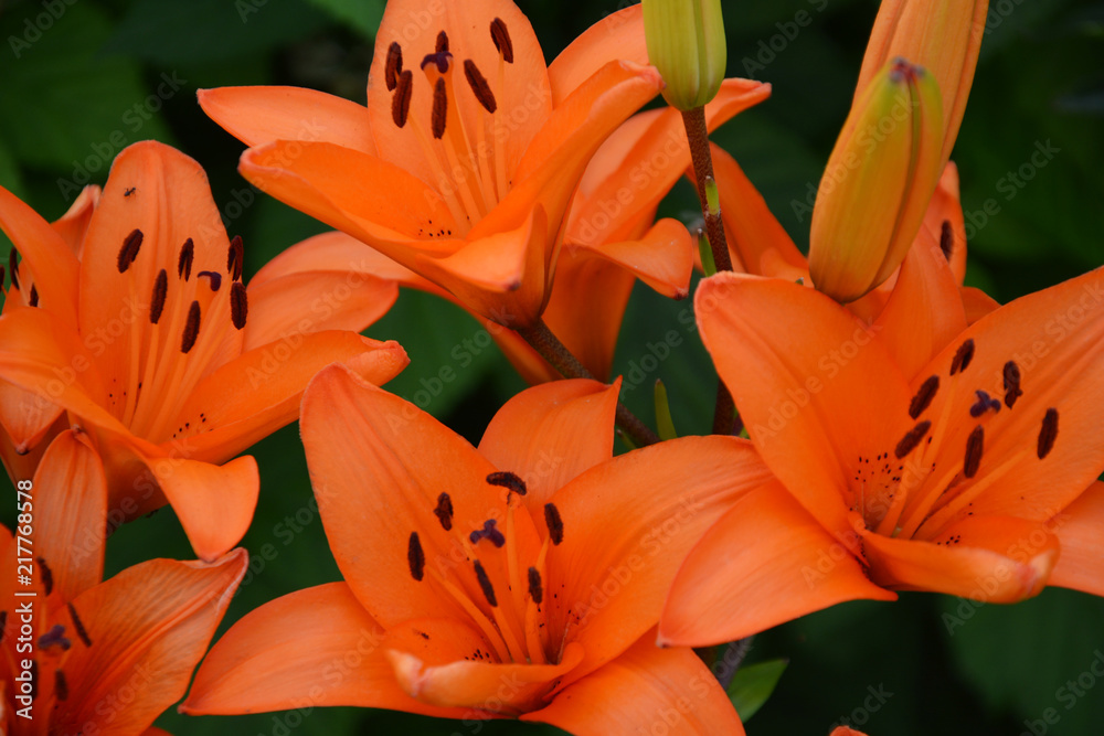 lilly, lilies, lily, lilia, lilly, flower, orange, lily, nature