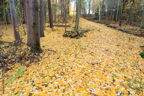 Fallen yellow leaves at autumn forest in Finland