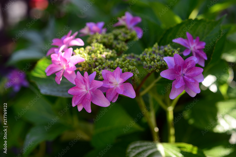 Hydrangea macrophyllaH. m. f. normalis -13