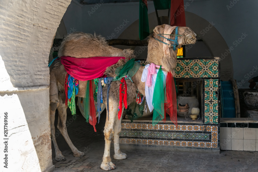 Colorful Camel in Kairouan