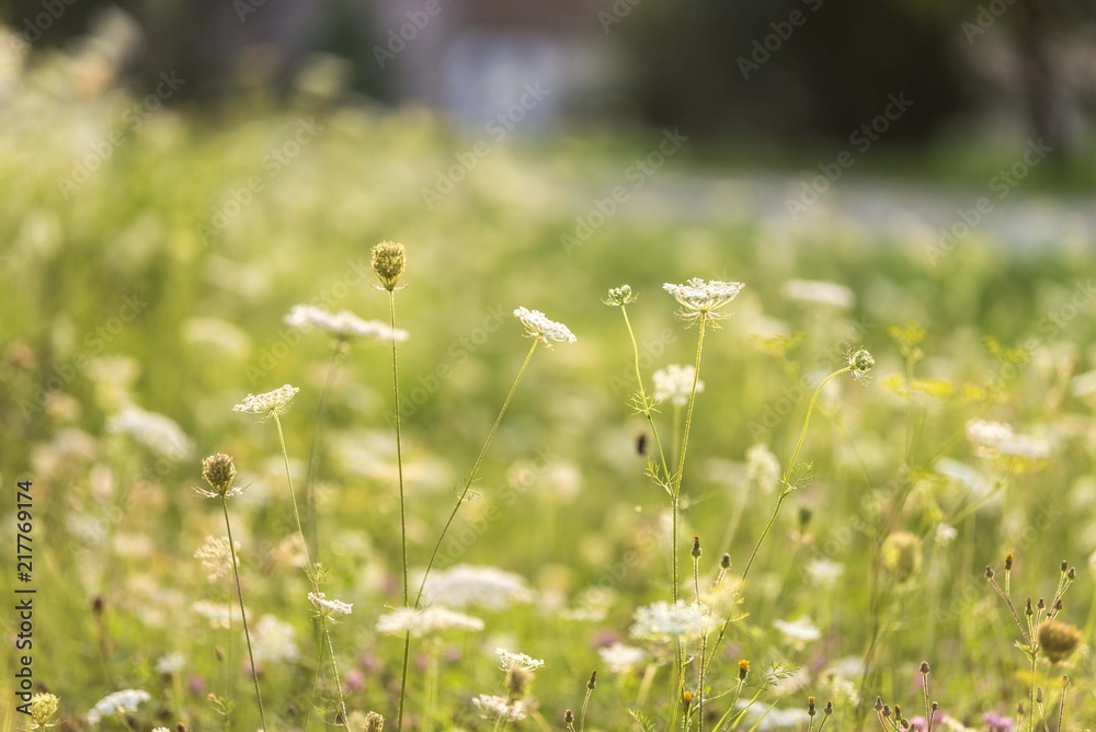 tall grass with flowers. wild flowers in field tall grass with flowers. wild flowers in field