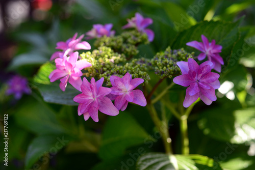 Hydrangea macrophyllaH. m. f. normalis -13 photo